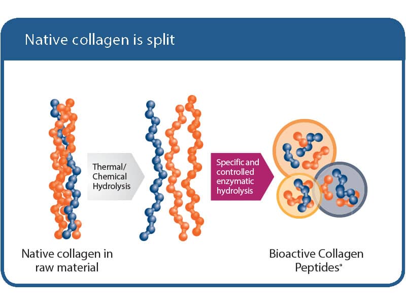 Native Collagen